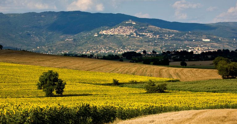Cortona Hillside
